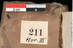 Foto (Detailansicht) von Pinus palaeostrobus Ettingshausen (NHMW-GEO-2024-0188-0211)